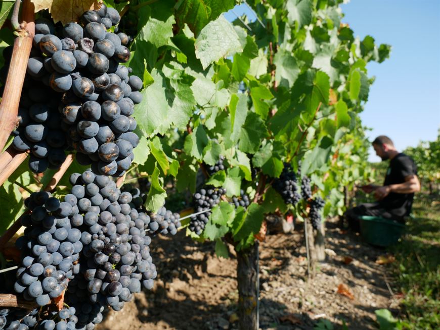 vendanges millésime 2025 anjou