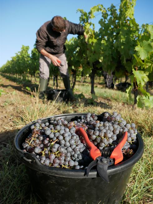 Vendanges 2025 en Anjou