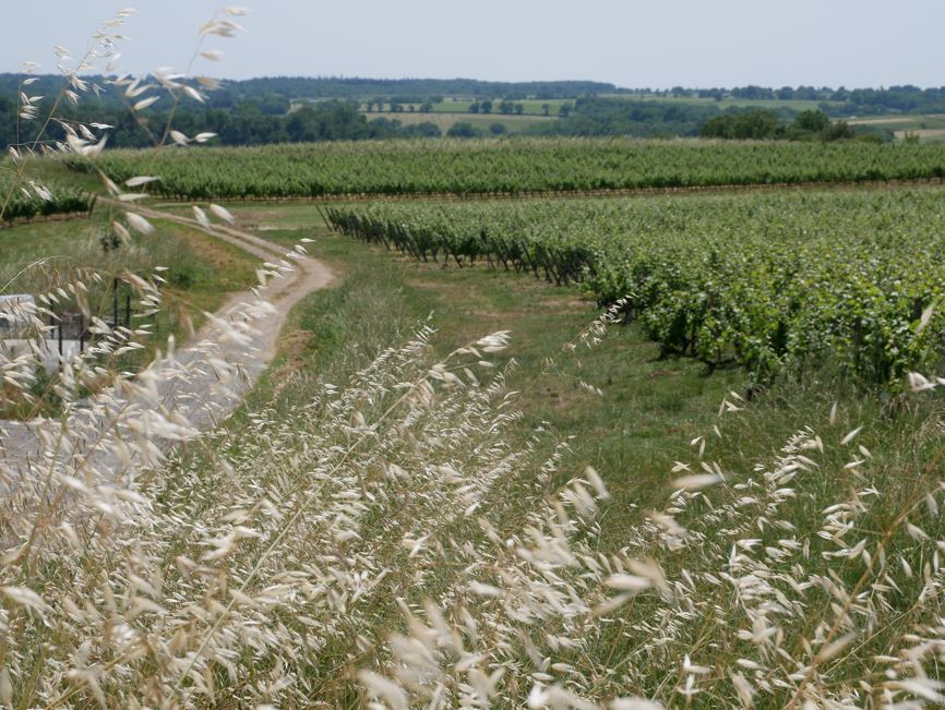 canicule 2026 dans le vignoble angevin