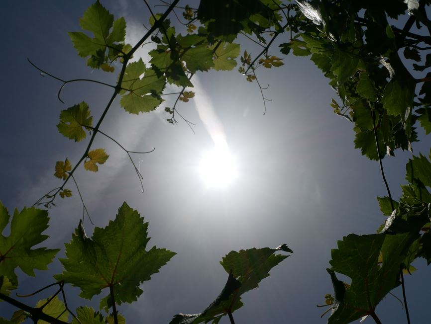 canicule 2026 dans le vignoble angevin