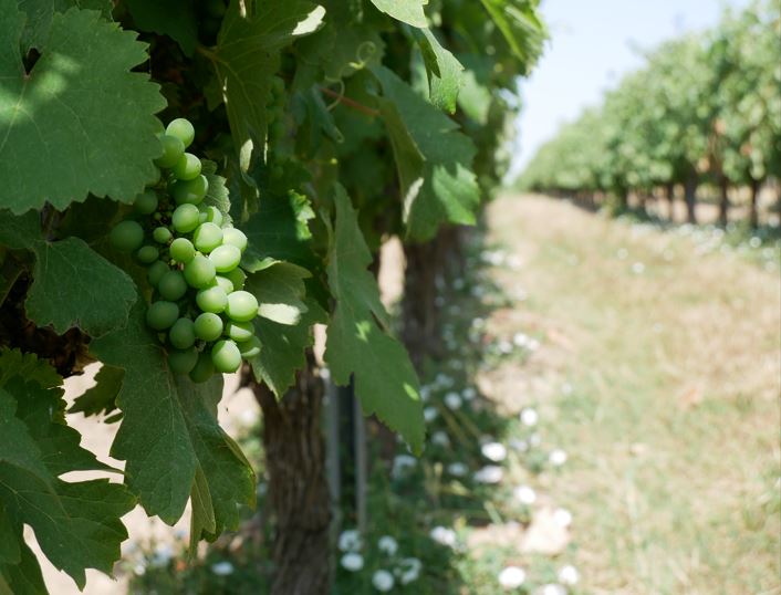 vignes_anjou_2026